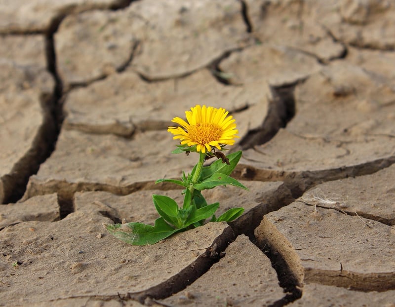 Overcoming Adversity